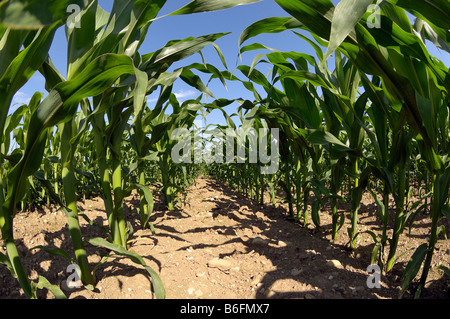 Les jeunes Maïs (Zea mays), Upper Bavaria, Germany, Europe Banque D'Images