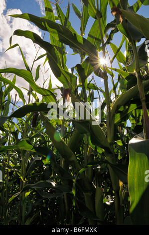 Le maïs (Zea mays), champ de maïs avec le ciel bleu, les plantes de maïs, rétroéclairé Haute-bavière, Bavaria, Germany, Europe Banque D'Images