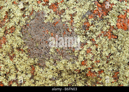 Lichen en diverses couleurs croissant sur du granite, close-up, peu de plage graveleux, péninsule Freycinet, côte est de la Tasmanie, Austral Banque D'Images