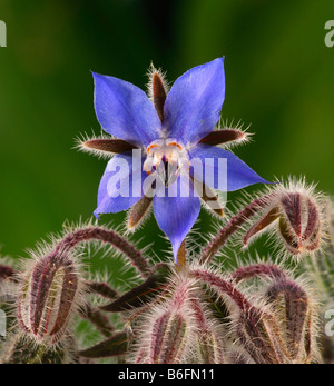 La trientale boréale ou bourrache (Borago officinalis L.), fleur, Suisse, Europe Banque D'Images