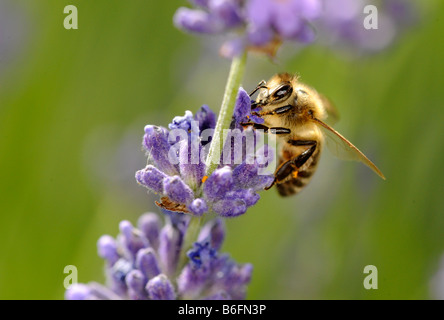 L'abeille européenne ou d'abeille à miel (Apis mellifera) à la recherche de nourriture sur Vrai ou en anglais la lavande (Lavandula angustifolia) Banque D'Images