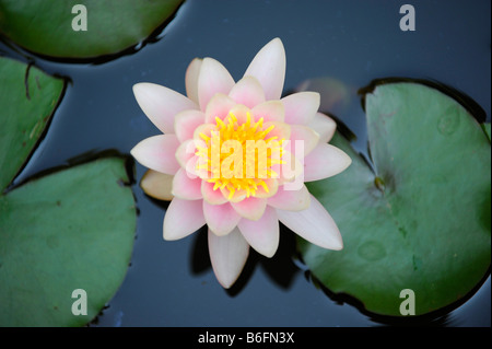 Nénuphar blanc (Nymphaea alba) et feuille nénuphar Banque D'Images