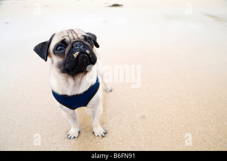 Les jeunes Le pug dog sur la plage, large-angle portrait, avec du sable sur le nez Banque D'Images