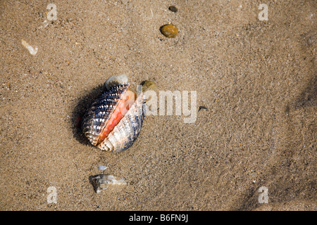 Grande Tortue à coque (Acanthocardia aculeata), ouvert, vivant, dans une flaque d'eau sur la plage à marée basse Banque D'Images