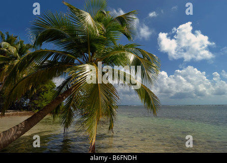 Palmiers sur une plage sur l'île de corail de l'eau du sud du récif de la barrière du Belize, Caye, Belize, Caraïbes, Amérique Centrale Banque D'Images