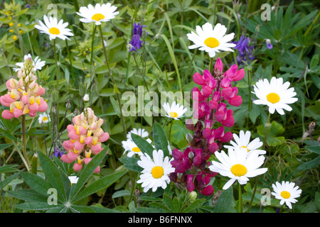 Lupins, oxeye daisy ou marguerite (Leucanthemum vulgare), Lofoten, Norway, Scandinavia, Europe Banque D'Images