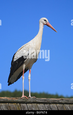 Cigogne Blanche (Ciconia ciconia), Salem, Bade-Wurtemberg, Allemagne, Europe Banque D'Images