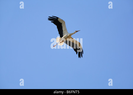 Cigogne Blanche (Ciconia ciconia), Salem, Bade-Wurtemberg, Allemagne, Europe Banque D'Images