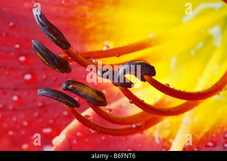 Lily (Lilium), fleur, macro shot montrant la stigmatisation et le style, Constance, Bade-Wurtemberg, Allemagne, Europe Banque D'Images