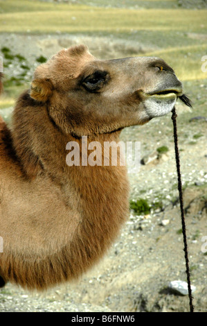 Chameau de Bactriane, Tête et cou, chameau de Bactriane (Camelus bactrianus), la Mongolie, l'Asie Banque D'Images