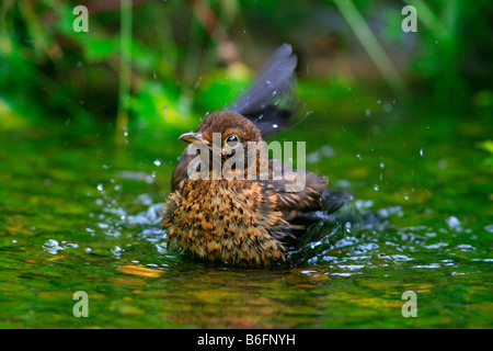 Blackbird (Turdus merula) se baignant dans un ruisseau Banque D'Images
