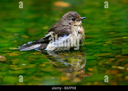 (Ficedula hypoleuca) baignant dans un ruisseau Banque D'Images