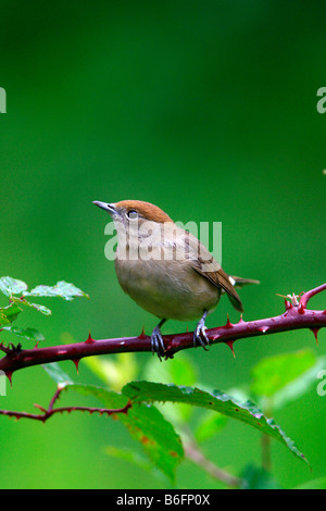 Sylvia atricapilla Blackcap (femelle) Banque D'Images