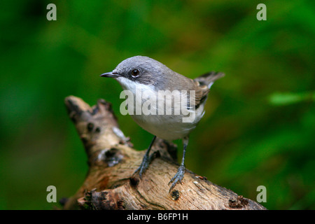 Fauvette grisette (Sylvia curruca moindre) Banque D'Images