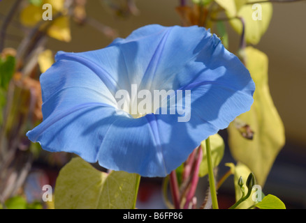 Purple-, Tal-, ou le conjoint- morning glory (Ipomoea purpurea), rétroéclairé Banque D'Images