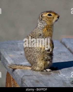 Spermophile arctique (Spermophilus parryii), Carcross, Yukon Territory, Canada, Amérique du Nord Banque D'Images