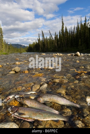 La pêche, la capture, l'ombre de l'Arctique (Thymallus arcticus) dans la région de Clear Creek, Big Salmon River, Territoire du Yukon, Canada, Amérique du Nord Banque D'Images