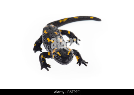 Firesalamander stand salamandre terrestre Salamandra Salamandra portrait debout GROS PLAN alpin CLOSE UP MAKRO MICRO MACRO MIKRO Banque D'Images