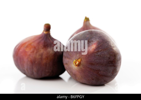 Figues commun (Ficus carica) Banque D'Images