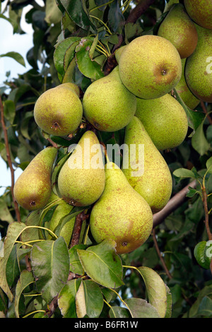 Les poires sur un poirier (Pyrus communis) cultivar Altes Land, zone de culture de fruits, Basse-Saxe, Allemagne, Europe Banque D'Images