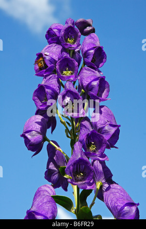 Aconit napel, Aconit napel bleu commun, Jardin Monkshood ou Friar's Cap (Aconitum napellus), plante toxique Banque D'Images