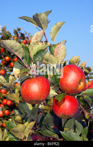 Pommes rouges (Malus x domestica), pommier dans un verger, Altes Land, Basse-Saxe, Allemagne, Europe Banque D'Images