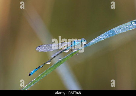 Demoiselle à queue bleue (Ischnura elegans) avec des gouttes de rosée, Bavaria, Germany, Europe Banque D'Images