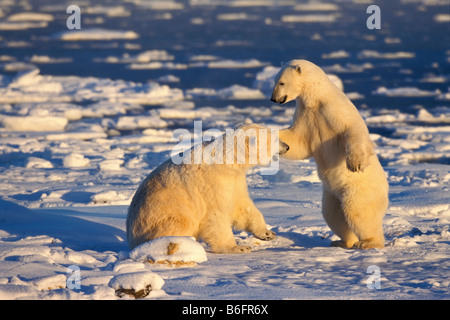 L'ours polaire (Ursus maritimus), de jeu, de Churchill, au Canada, en Amérique du Nord Banque D'Images