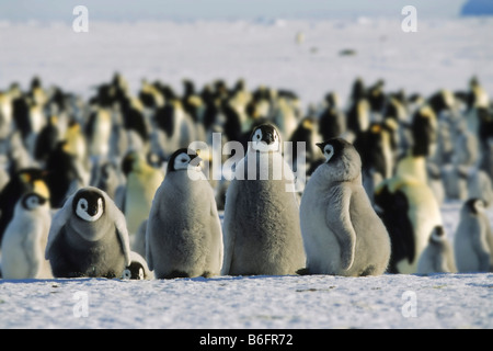 Manchots Empereurs (Aptenodytes forsteri), des poussins, de l'Antarctique Banque D'Images