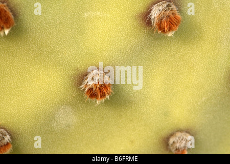 Le figuier de Barbarie Opuntia rufida aveugle Le Parc National Big Bend au Texas United States 14 avril Cactaceae fleur Banque D'Images