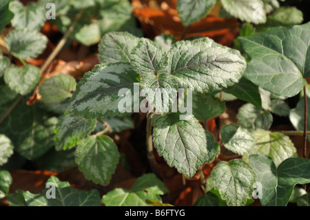 Lamium galeobdolon archange jaune (syn. lamiastrum galeobdolon) Banque D'Images