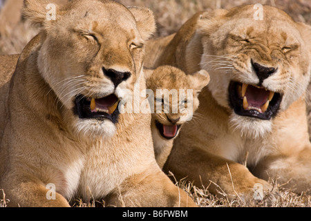 Un lion cub blotti avec un couple de lionnes passant le bâillement. Banque D'Images