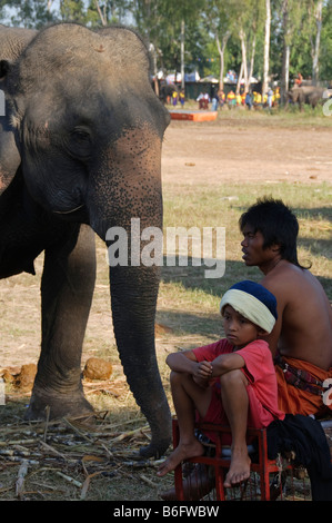 Cornacs et leur éléphant à l'éléphant le Roundup à Surin Thaïlande Banque D'Images