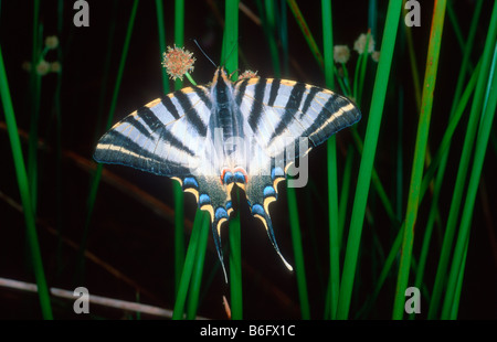Les rares Swallowtail Butterfly, Iphiclides podalirius Banque D'Images
