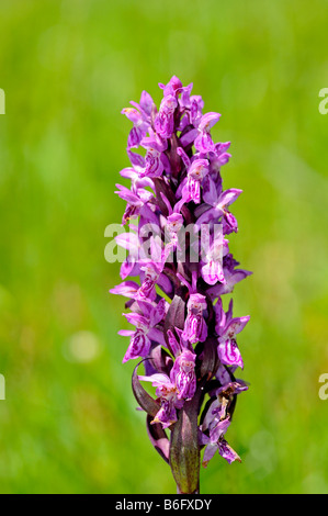 Début Marsh Orchid, Dactylorhiza incarnata Banque D'Images