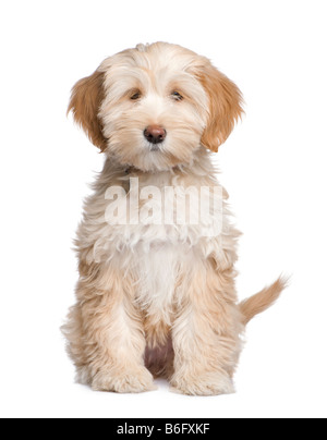 Chiot Terrier tibétain 3 mois devant un fond blanc Banque D'Images