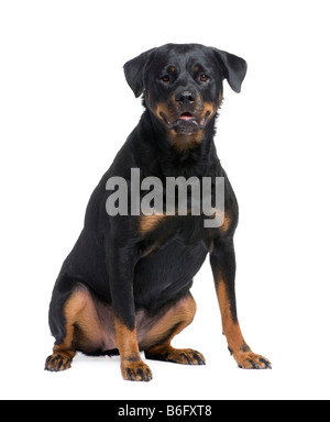 Rottweiler 3 ans devant un fond blanc Banque D'Images