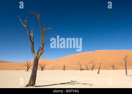 Camel Thorn arbres morts dans le marais salant à Dead Vlei dans le Parc National Namib Naukluft Sesriem Namibia Banque D'Images