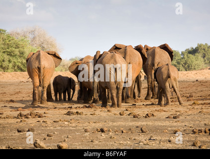 La marche loin des éléphants dans la brousse au Kenya Banque D'Images