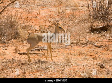 Kirks Hôtel Dikdik dans la nature sauvage de Tsavo au Kenya Banque D'Images