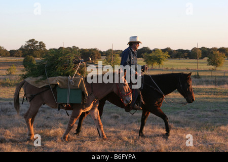 Un cowboy apportant à la maison de la famille de l'ouest de l'arbre de Noël traditionnel avec un pack mule Banque D'Images