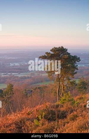 Tôt le matin de Leith Hill [View] [North Downs] [Surrey Hills] Surrey Banque D'Images