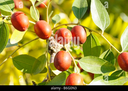 Jujube rouge ZIZYPHUS JUJUBA date Banque D'Images