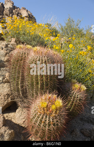 Le baril de la Californie à Santa Rosa en fleurs Cactus San Jacinto Monument National. Banque D'Images