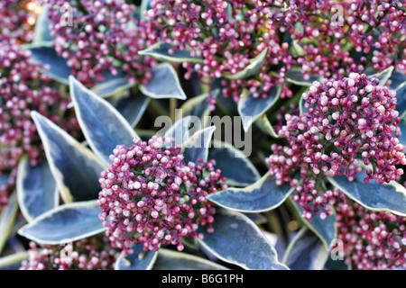 SKIMMIA JAPONICA MAGIC MARLOT Banque D'Images