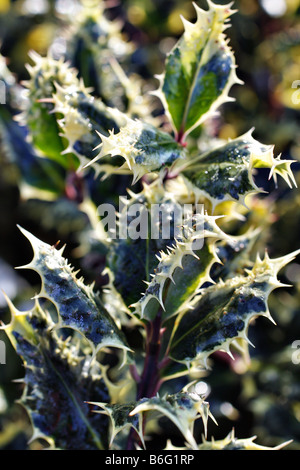 ILEX AQUIFOLIUM FEROX ARGENTEA HOLLY HEDGEHOG AGA Banque D'Images