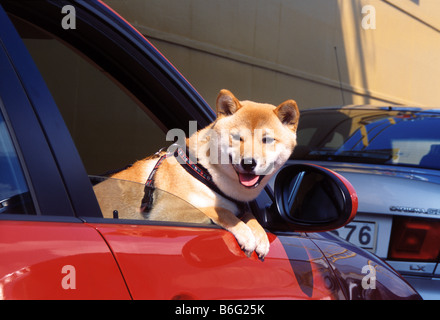 Chien se penche hors de la fenêtre d'une voiture Banque D'Images