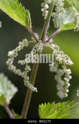 La floraison l'ortie (Urtica dioica) Banque D'Images