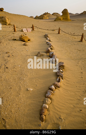 Des fossiles de verterbae lombaire et la queue des baleines Basilosaurus, Wadi Al-Hitan (la Vallée des baleines), Fayoum, Egypte Banque D'Images