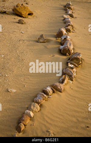 Des fossiles de verterbae lombaire et la queue des baleines Basilosaurus, Wadi Al-Hitan (la Vallée des baleines), Fayoum, Egypte Banque D'Images